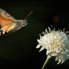 Dlouhozobka svizelova - Macroglossum stellatarum - Hummingbird hawk-moth 3520